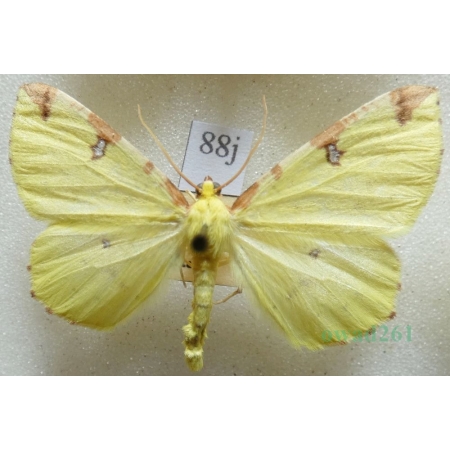 Opisthograptis luteolata (Linnaeus, 1758) male Mokosz cierniowiak Czech88j